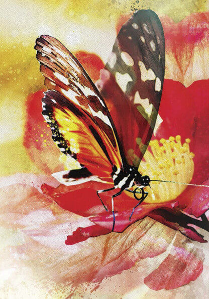 MESSAGES DES PAPILLONS - 44 CARTES D'AFFIRMATIONS POSITIVES
