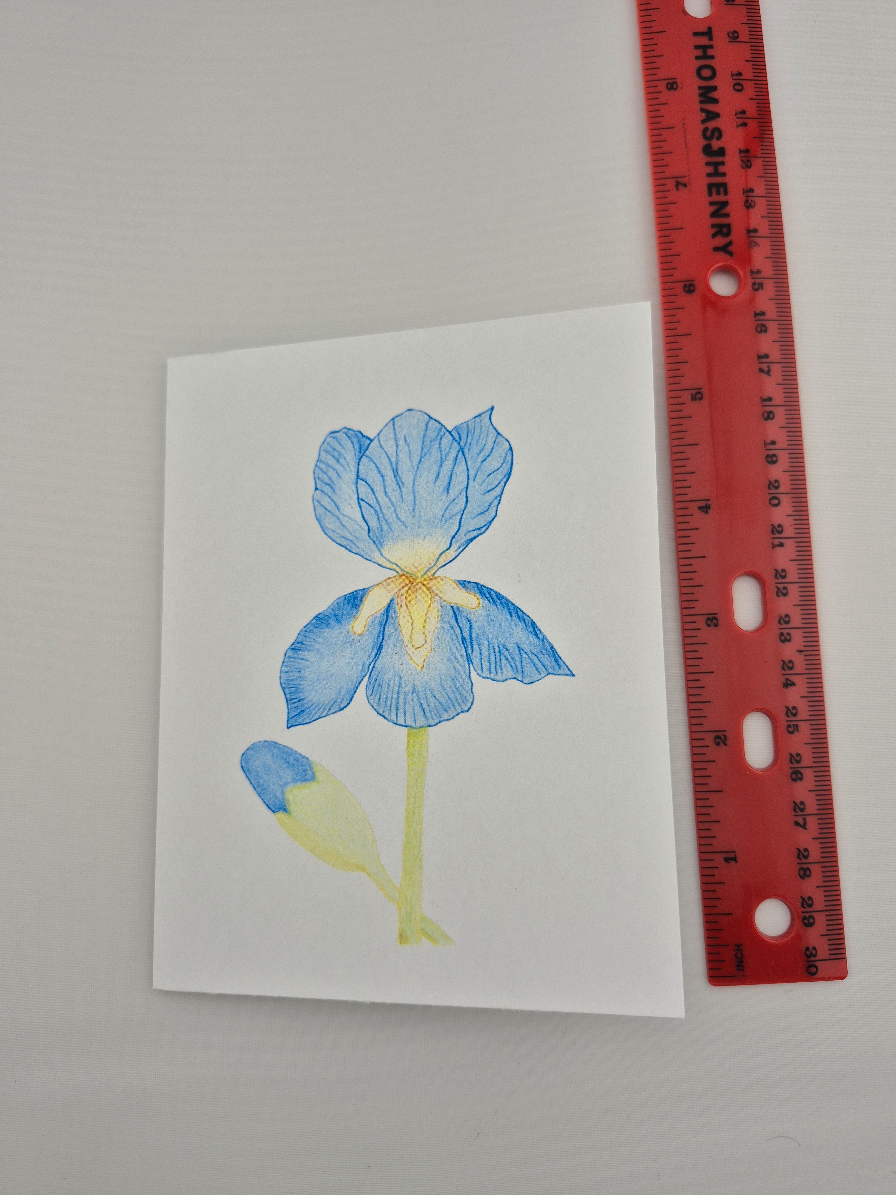 Handmade Blue Iris Greeting Card