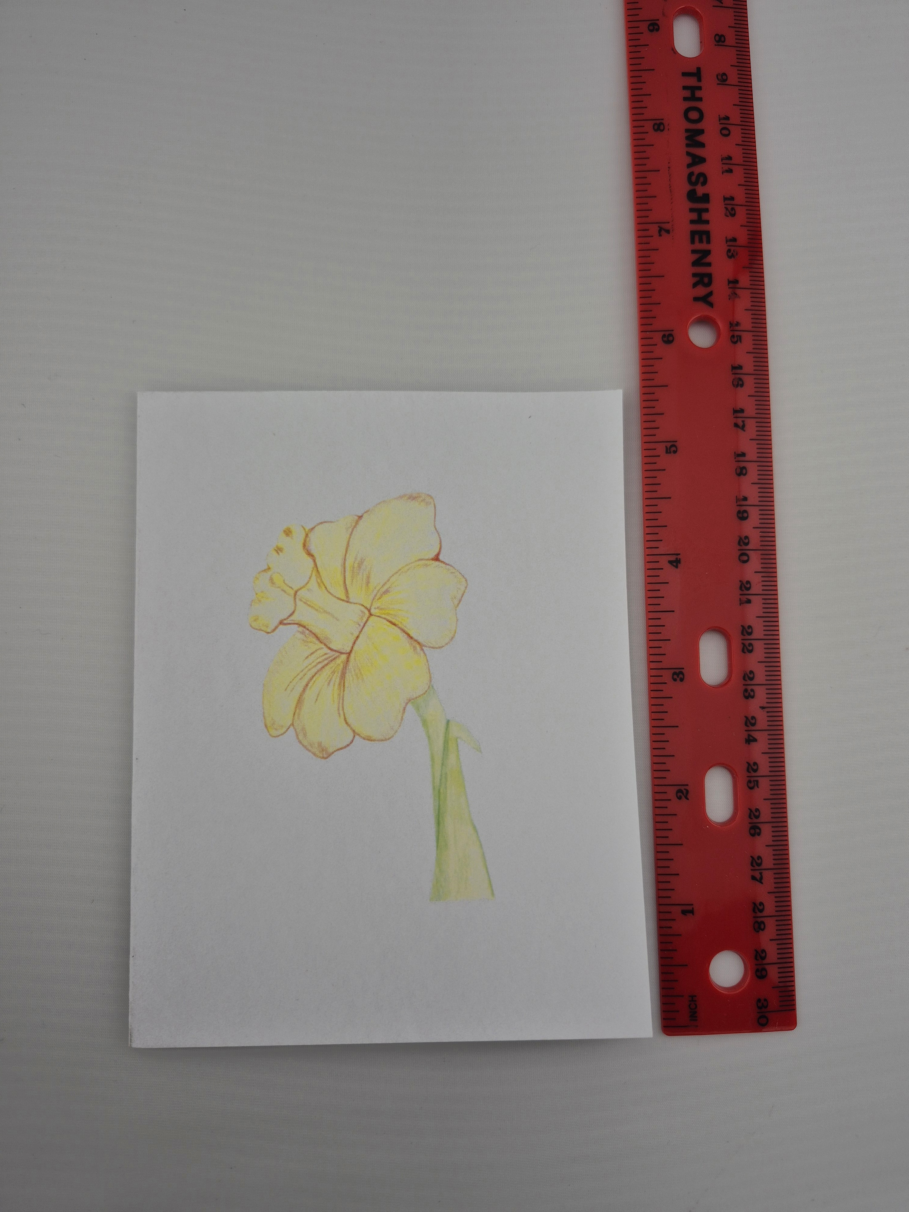 Daffodil Flower Greeting Card