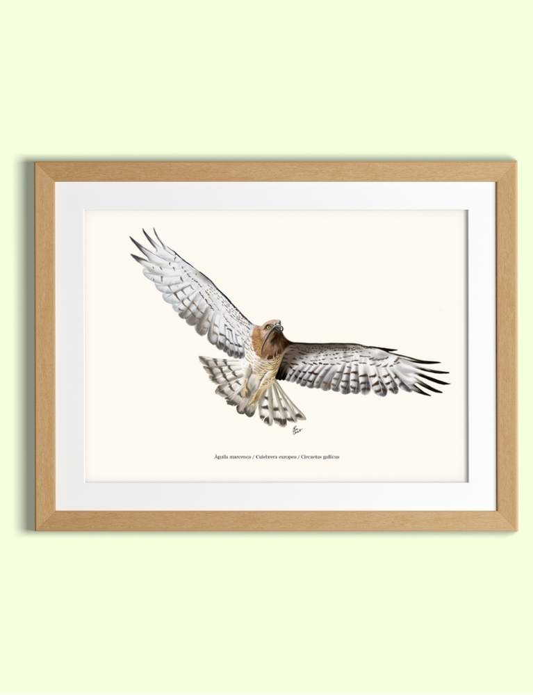 Lámina Águila culebrera A4