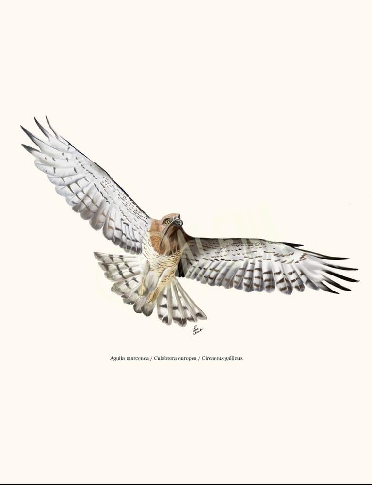 Lámina Águila culebrera A4