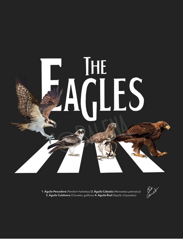Camiseta "The Eagles"