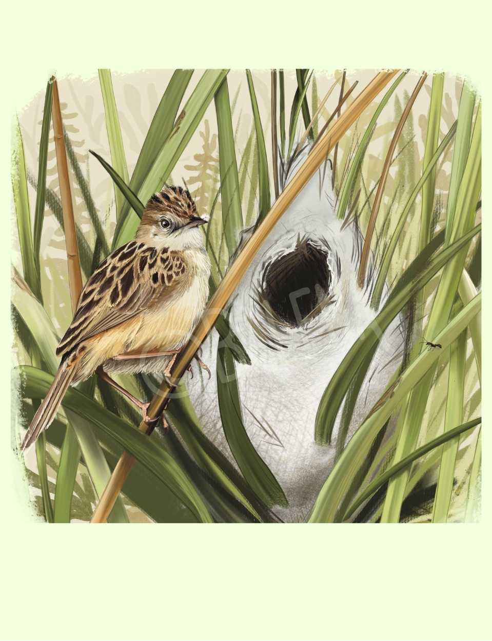 Lámina Buitrón (primavera) 