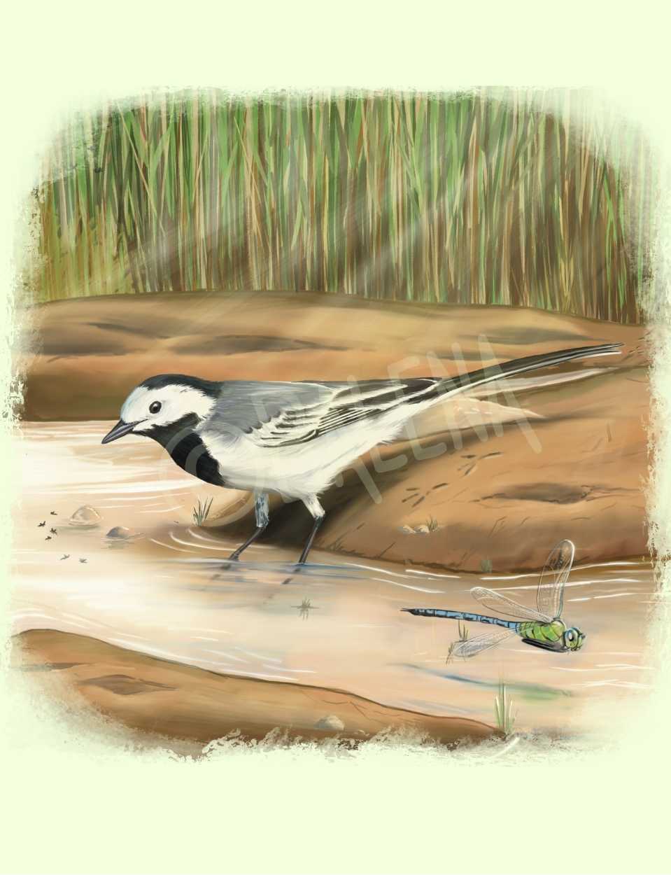 Lámina Lavandera (verano) 