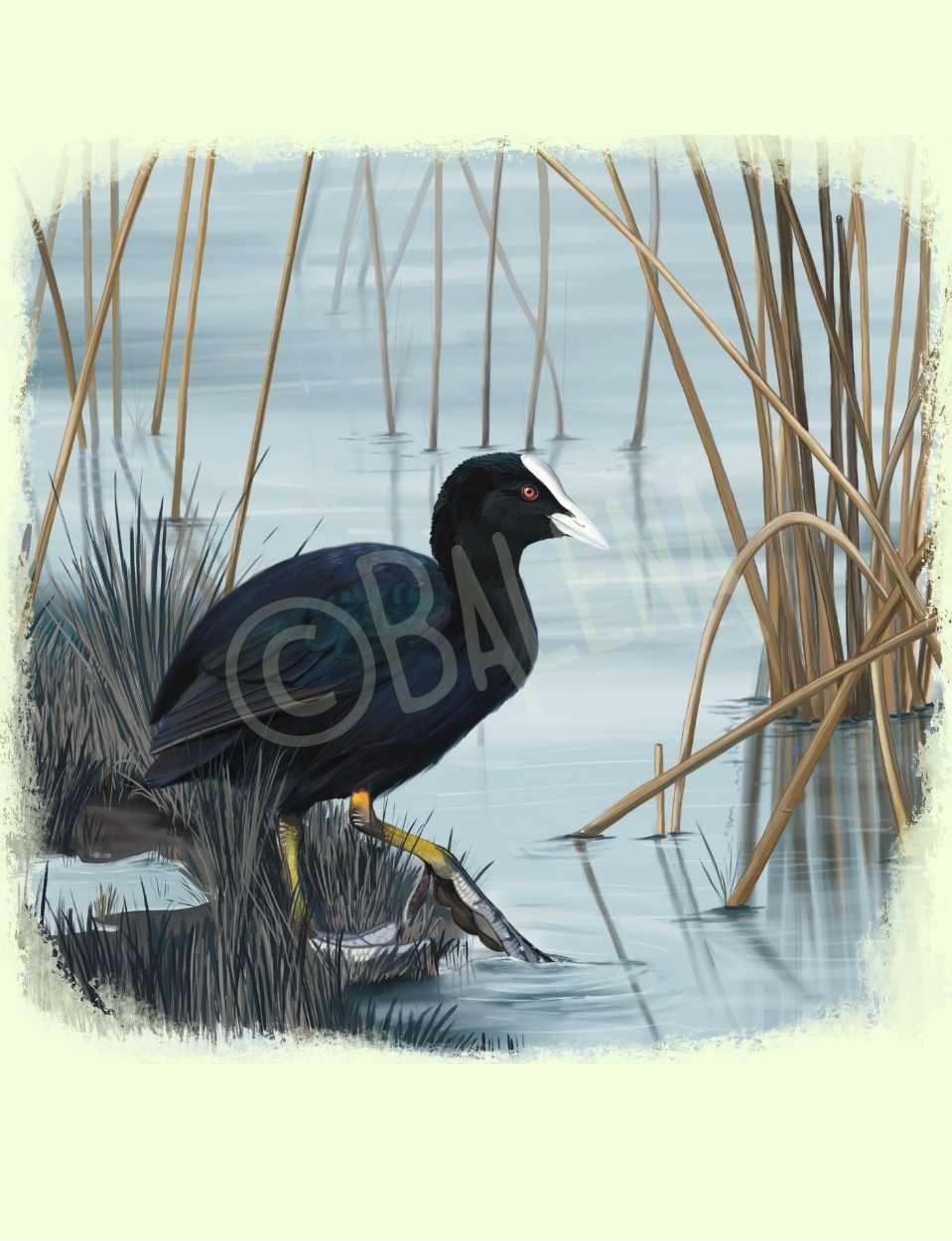 Lámina focha común (invierno) 