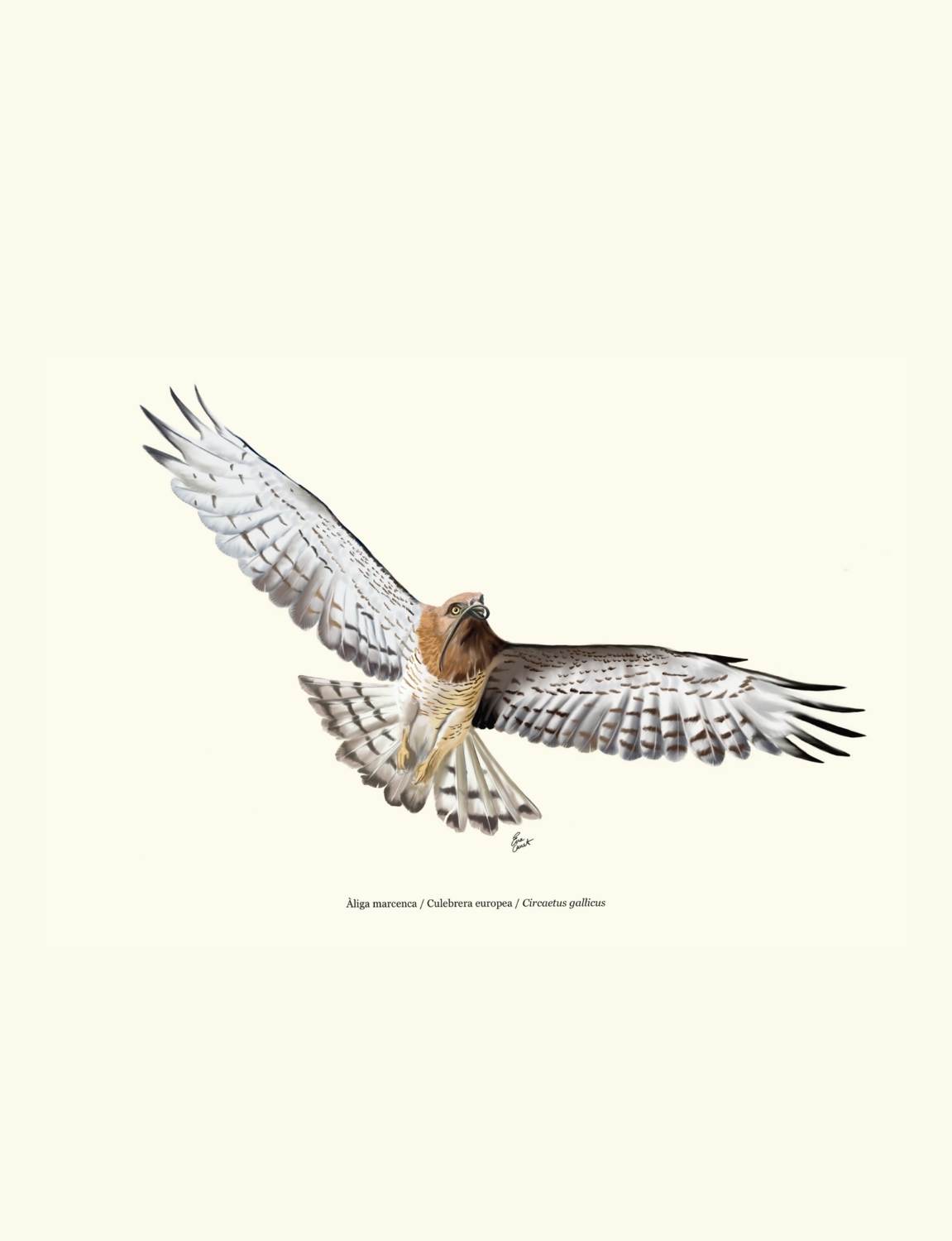 Lámina águila culebrera A5