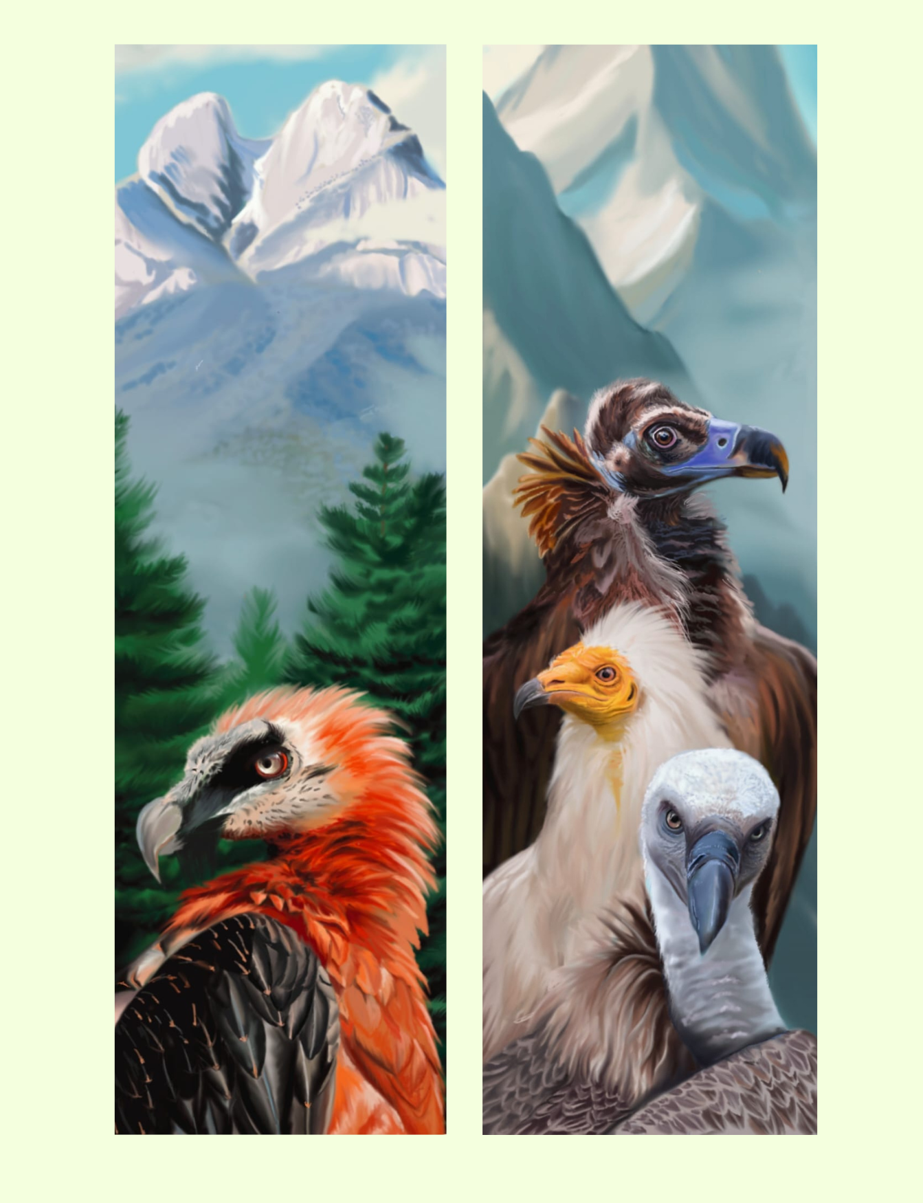 Correa para prismáticos y cámara buitres de la península ibérica 