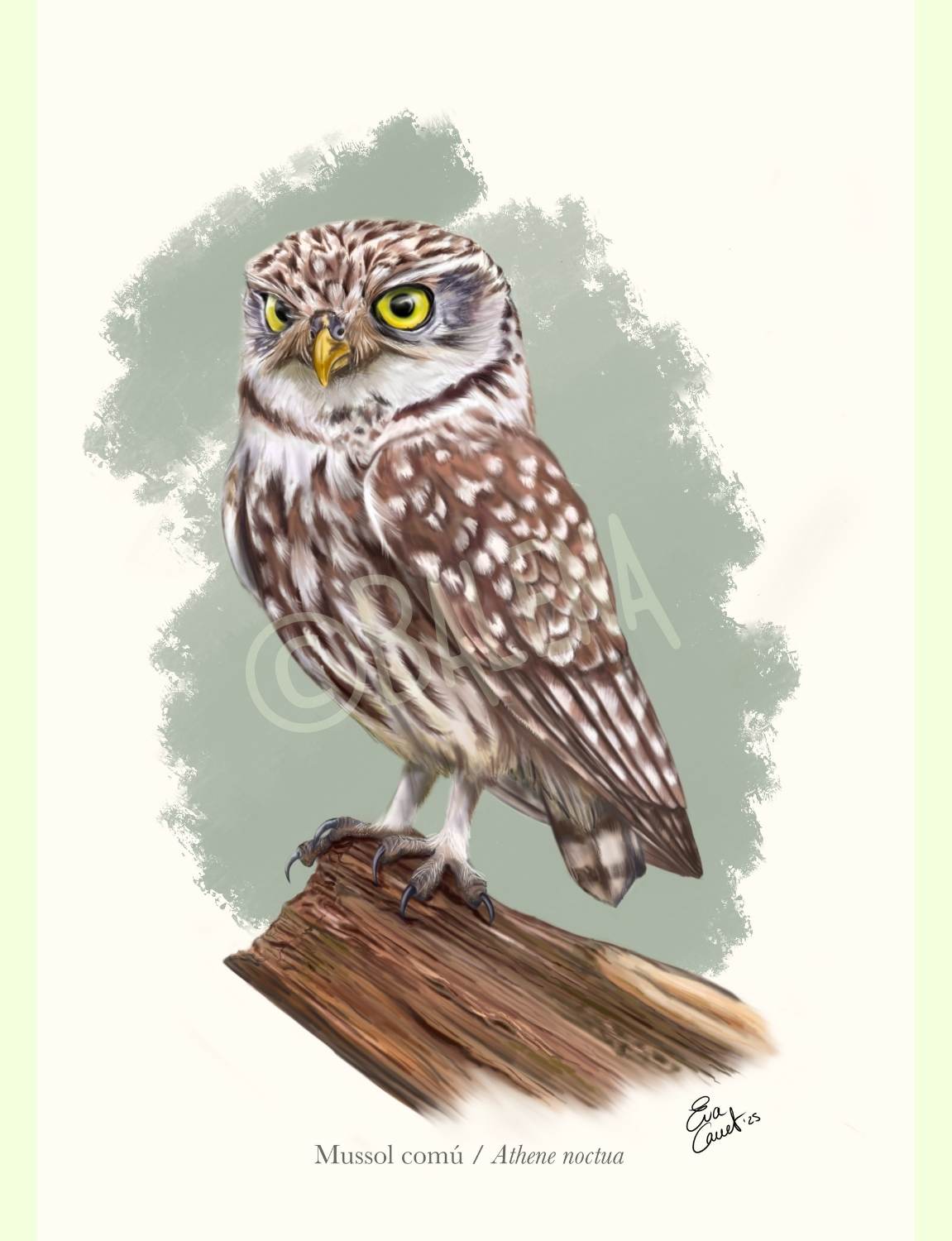 Lámina mochuelo europeo A4