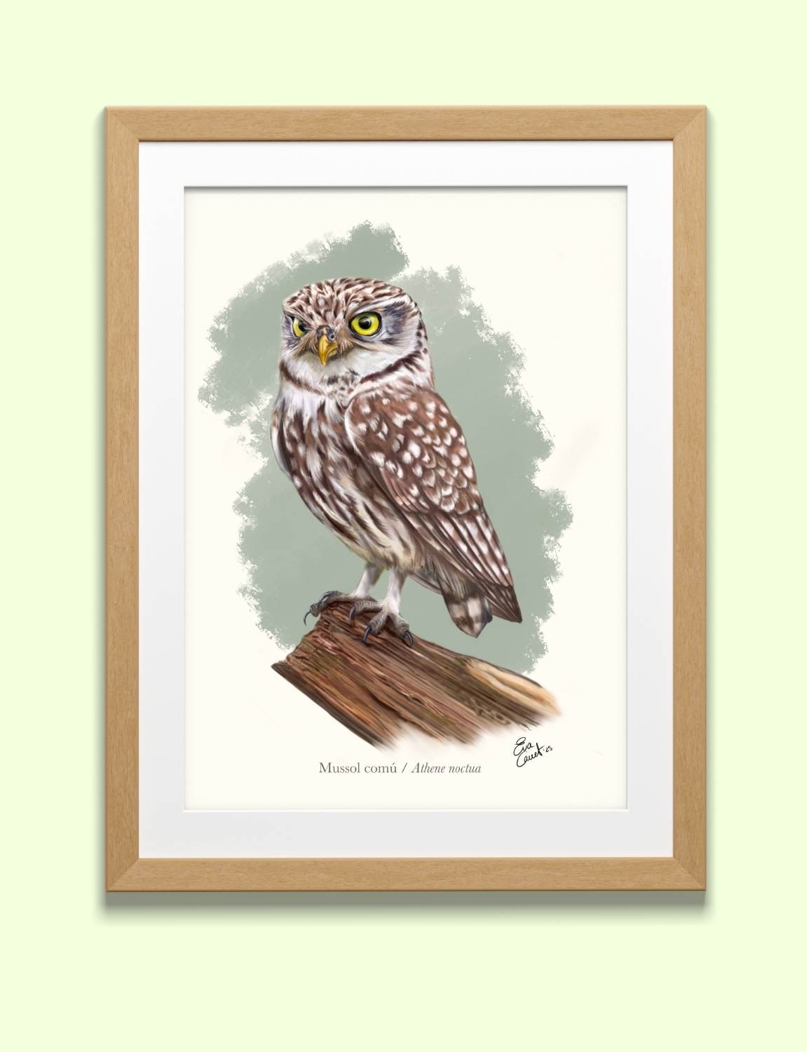 Lámina mochuelo europeo A4