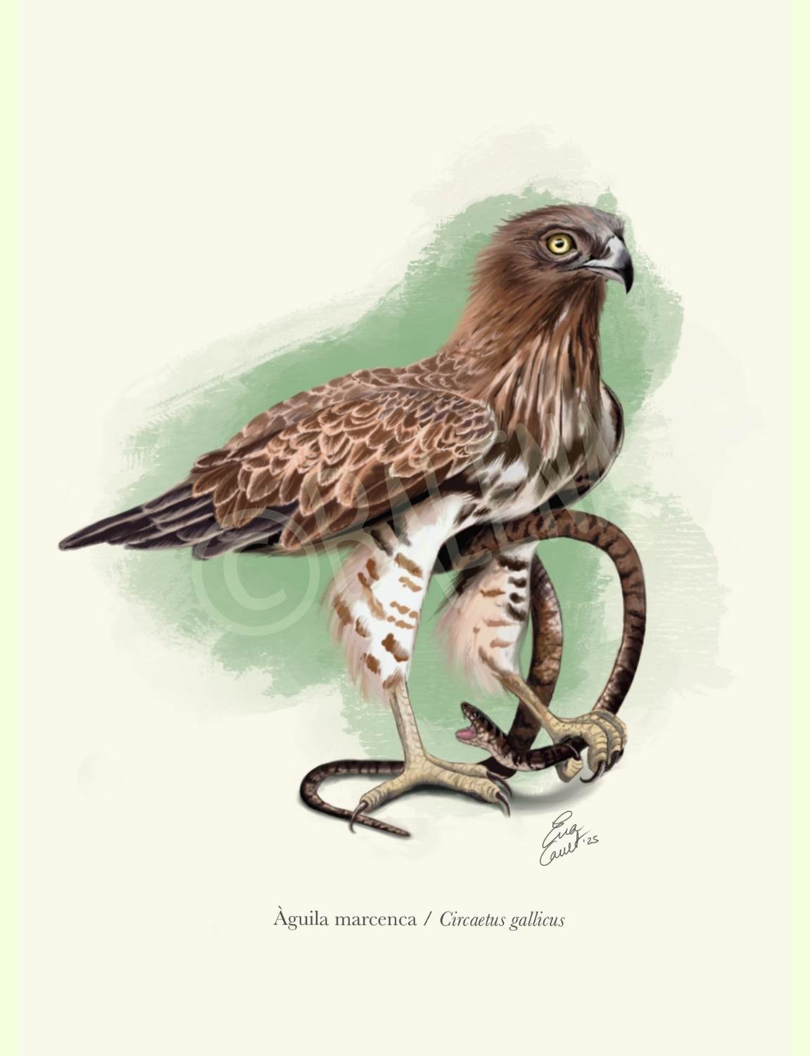 Lámina Águila culebrera A5