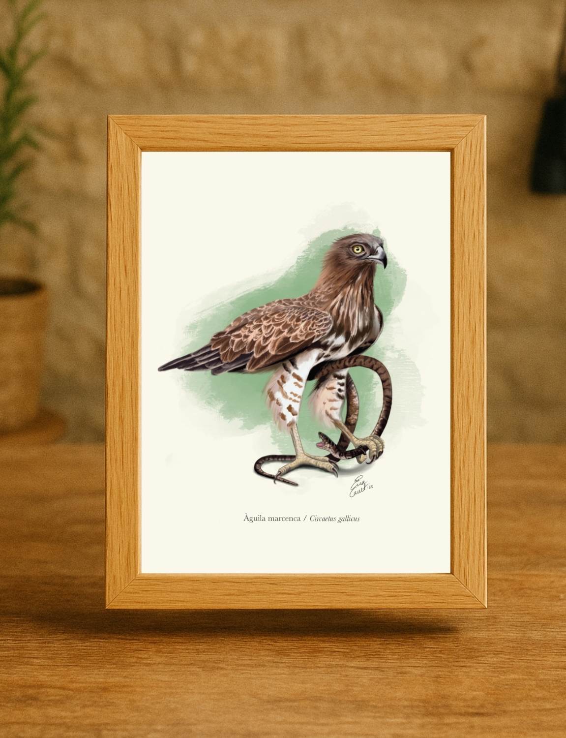 Lámina Águila culebrera A5