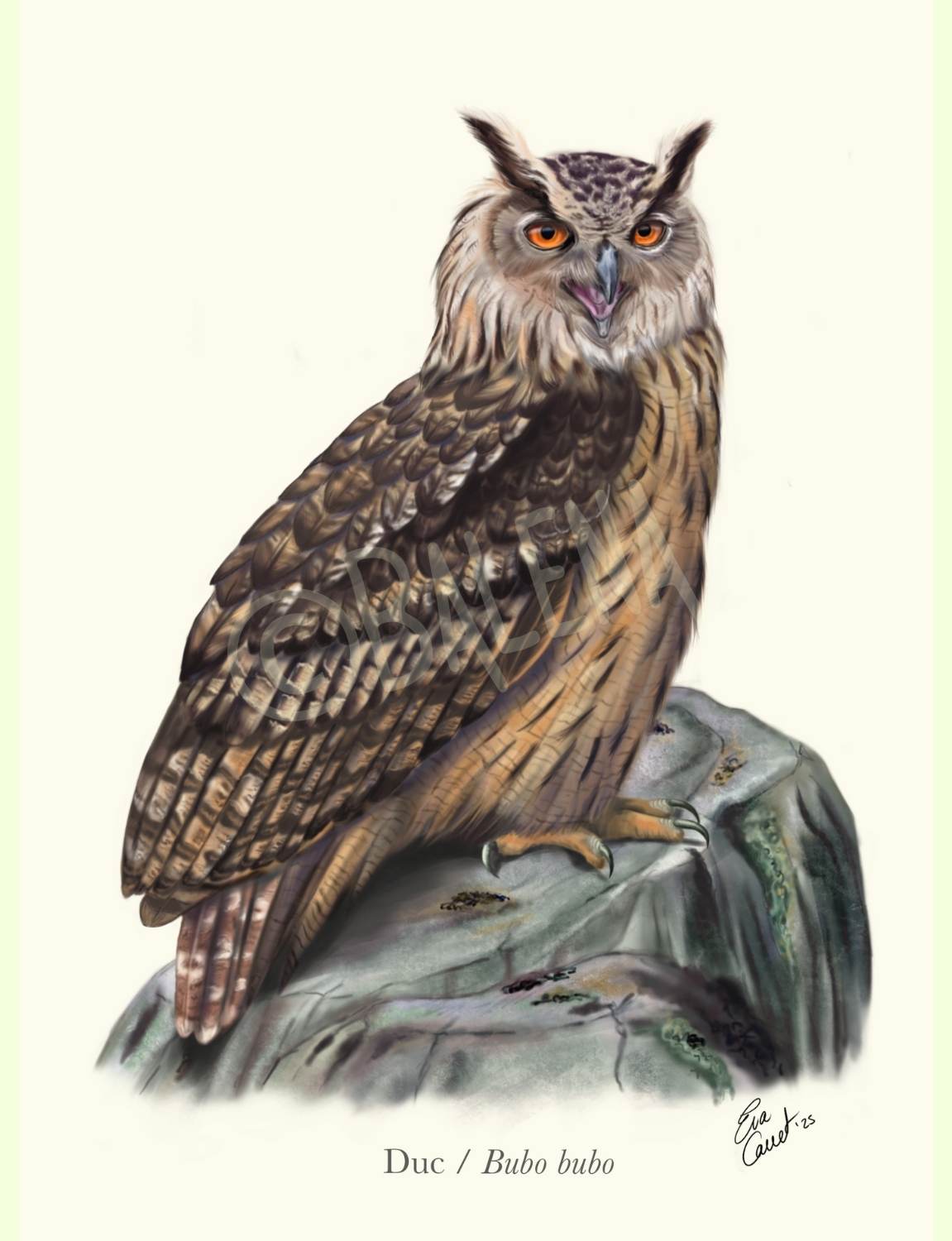 Lámina Buho real A5