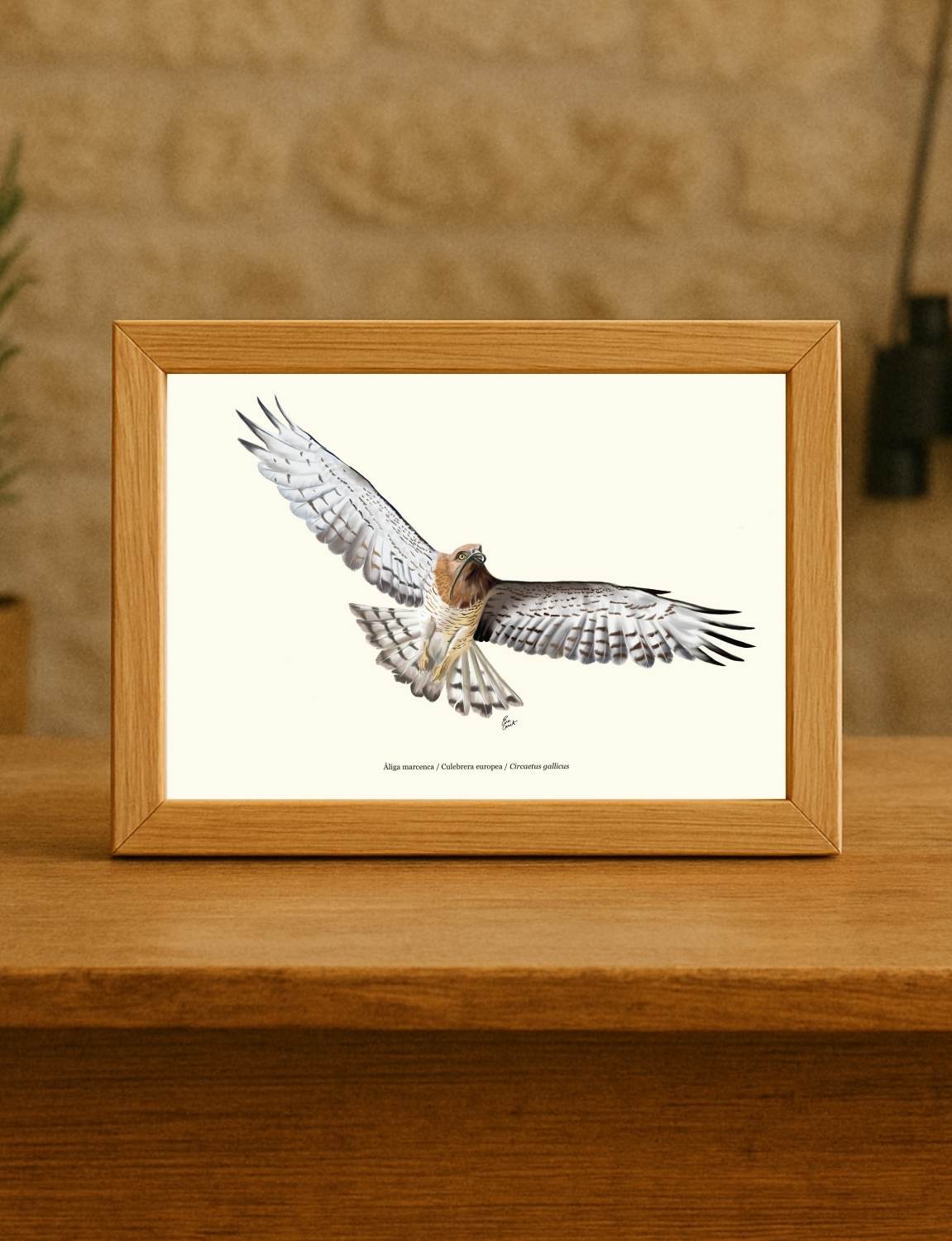 Lámina águila culebrera A5