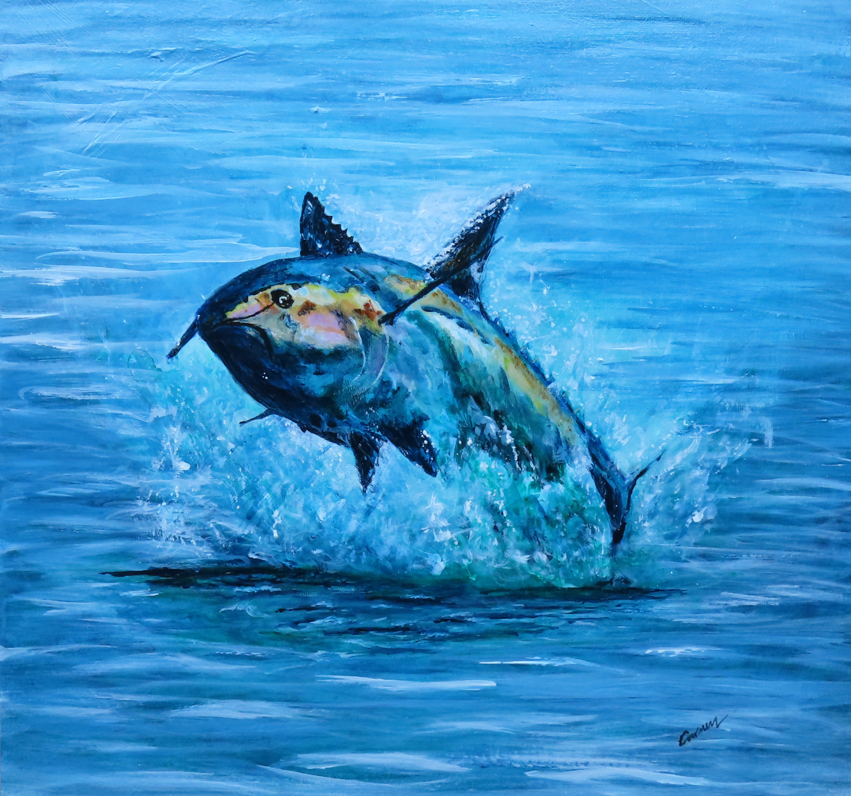 Bluefin Tuna at Strumble Head 