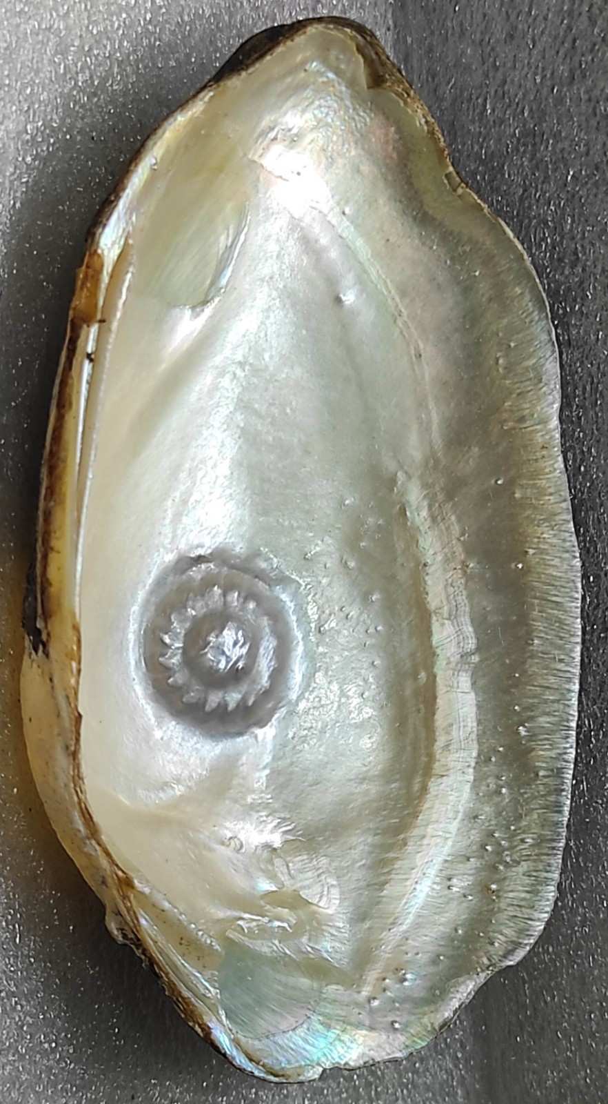 Pearl 10mm White Spiral Flower-Shaped – Nucleus Oyster Gem for Luxury Jewelry