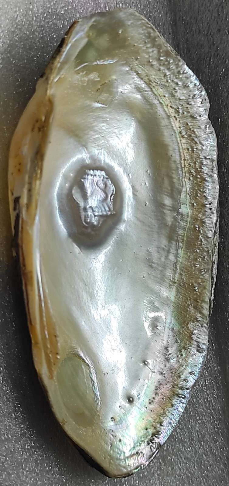 Cultured Pearl 11mm White Divine Face – Nucleus-Grown
