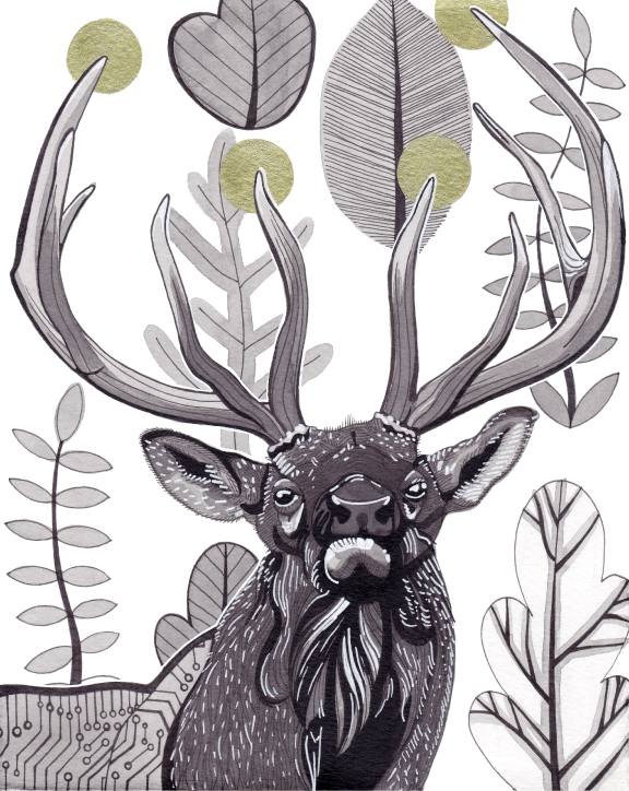 Elk