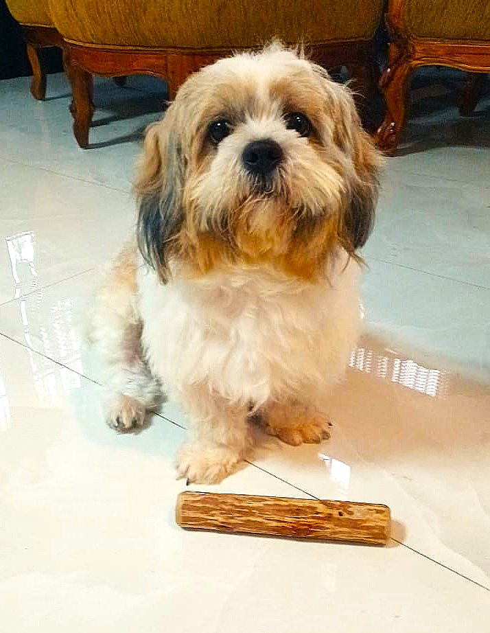 Cinnamon Wood Dog Chew Stick Toy - Small (Single Pack)