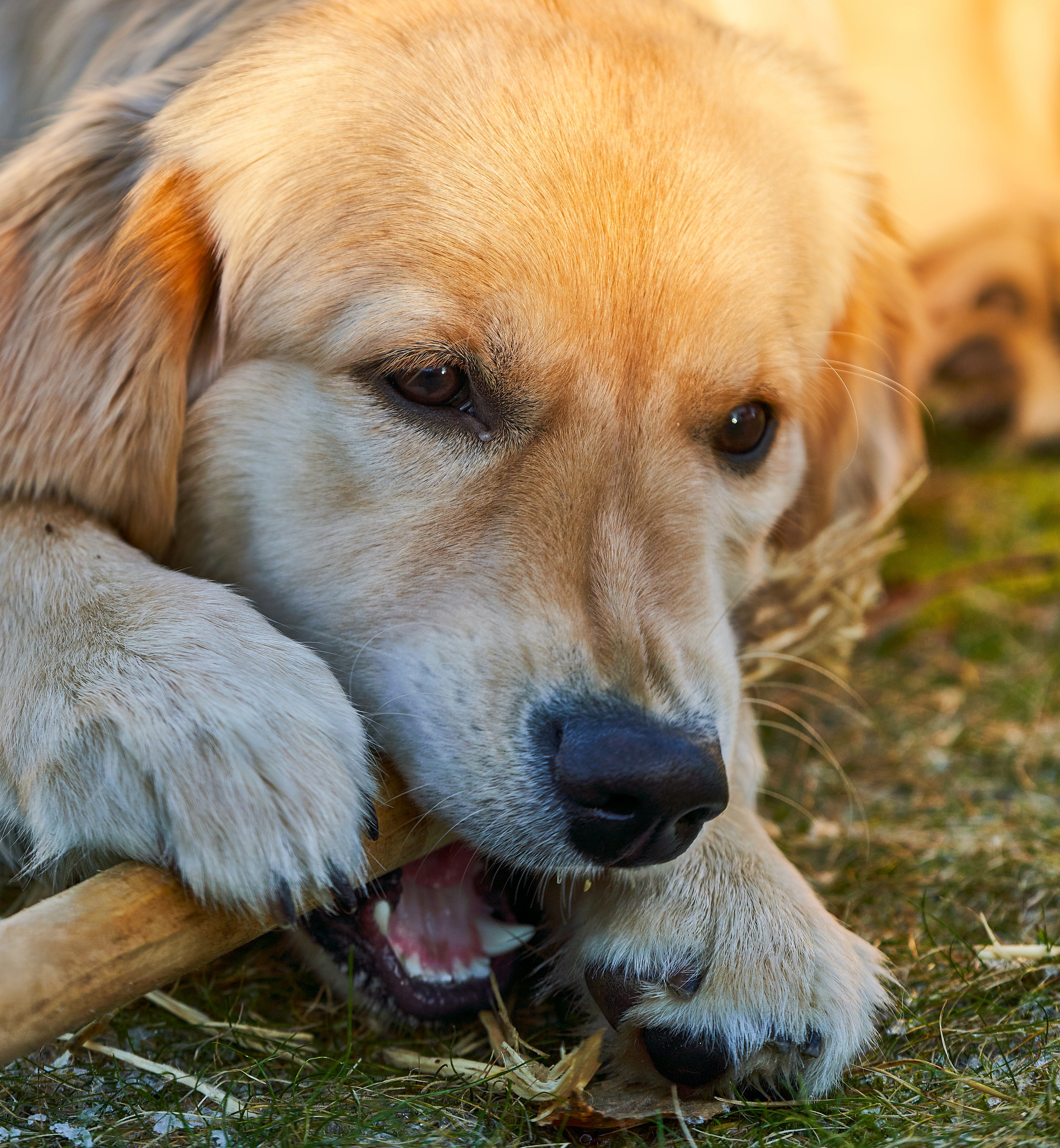 Cinnamon Wood Dog Chew Stick Toy - Medium (Single Pack)
