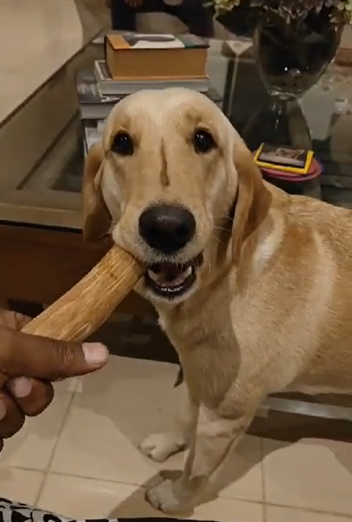 Cinnamon Wood Dog Chew Stick Toy - Large (Single Pack)