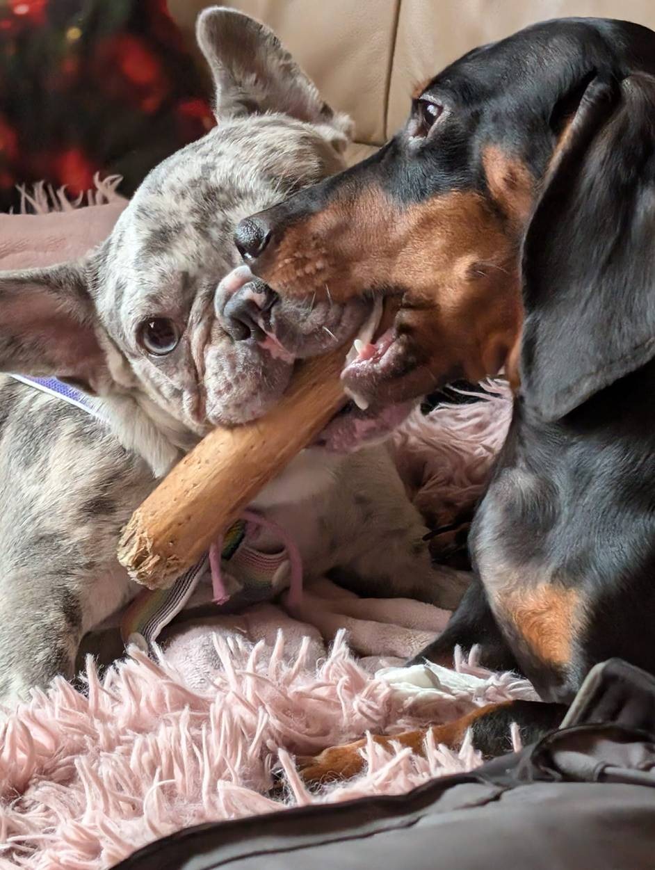 Cinnamon Wood Dog Chew Stick Toy - Small (Double Pack)