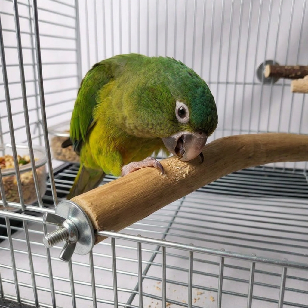 CINNAPERCH  Ceylon Cinnamon Wood Natural Bird Chew - Perch ( Small )