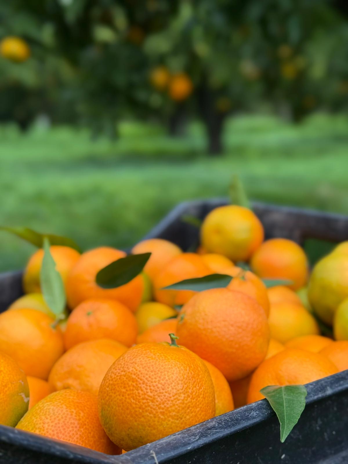 Clementinen unbehandelt