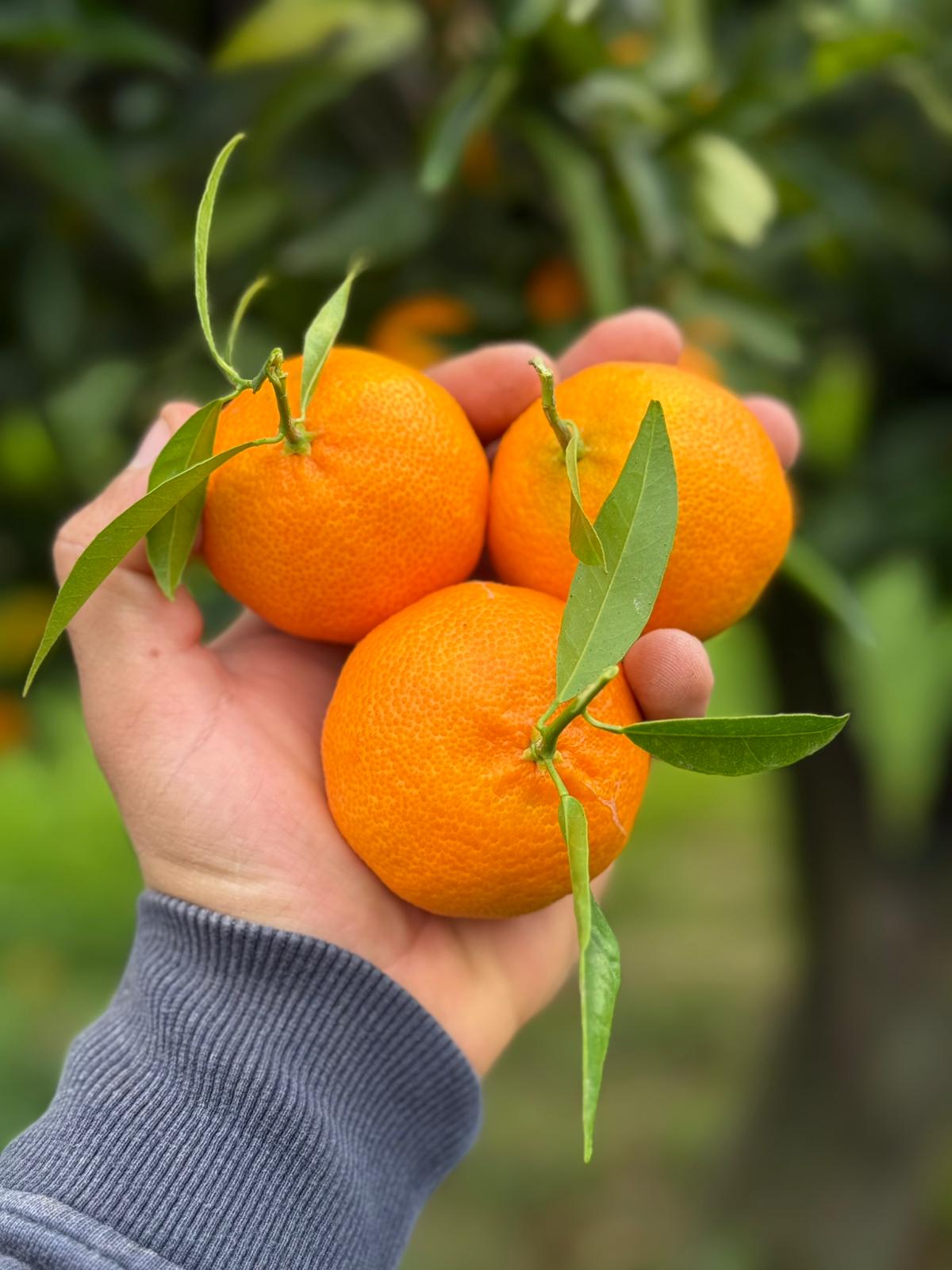 Clementinen unbehandelt