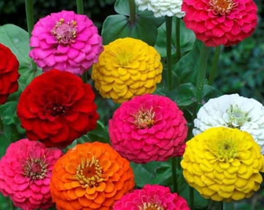 Zinnia Lilliput, naine