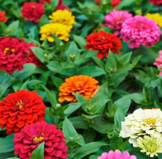 Zinnia Elegans, grandes fleurs