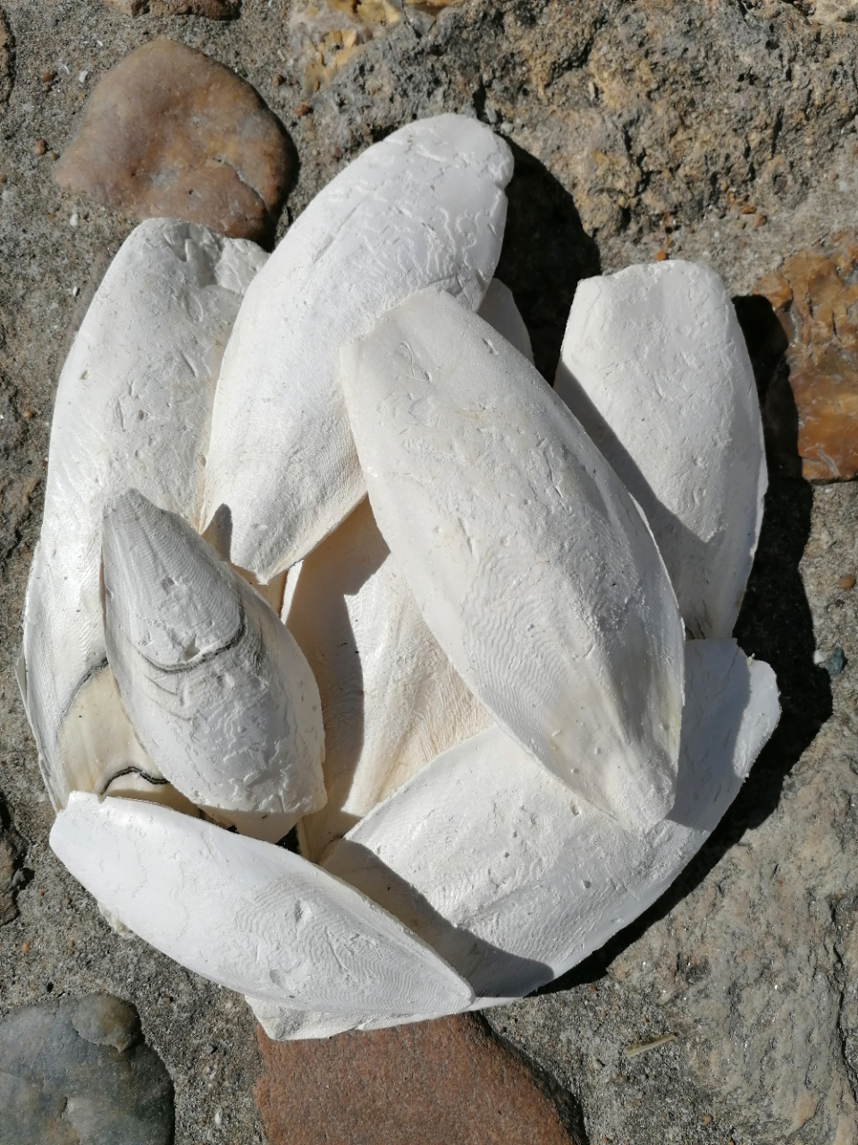 Os de seiche pour juvéniles