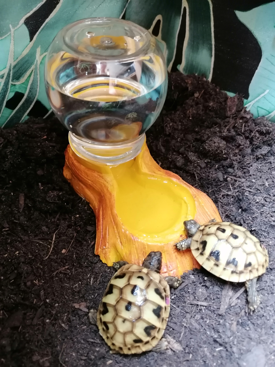 Abreuvoir fontaine en résine