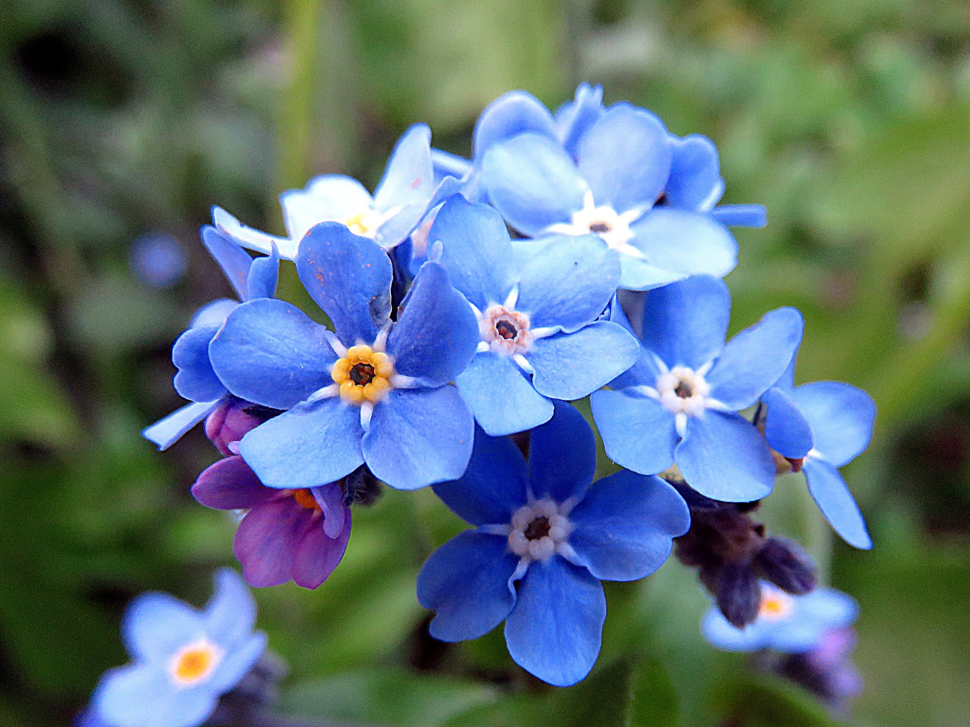 Myosotis des champs