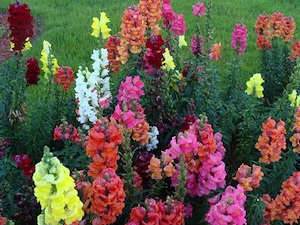 Mufliers à grandes fleurs