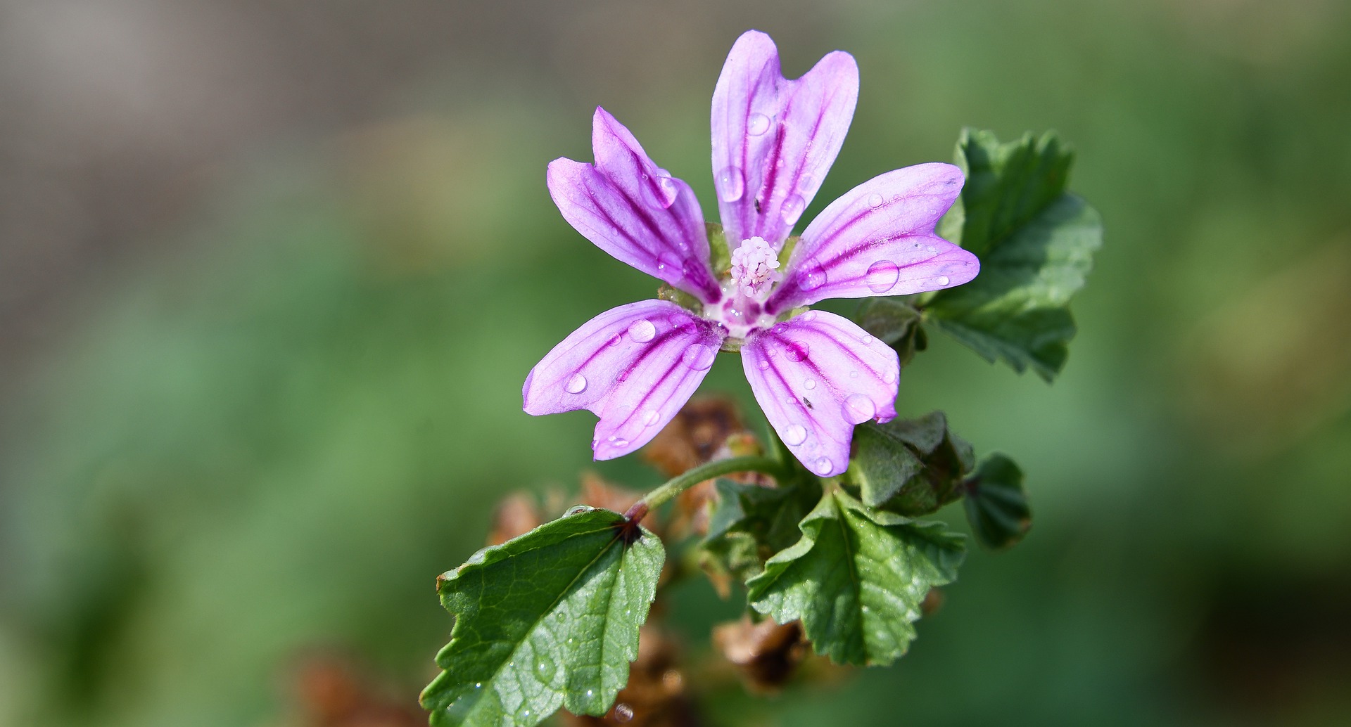 Mauve Sylvestre