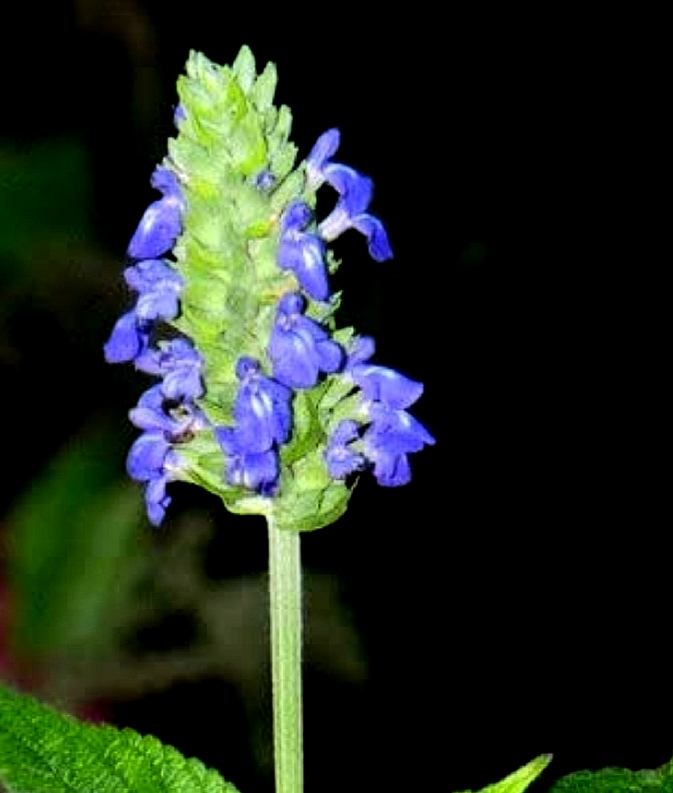 Chia Salvia Hispanica