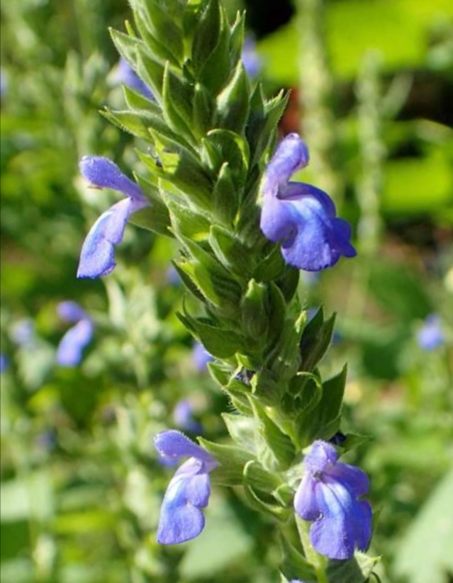 Chia Salvia Hispanica