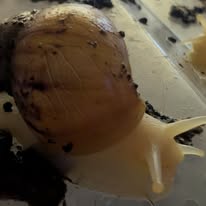 Lissachinata fulica white jade