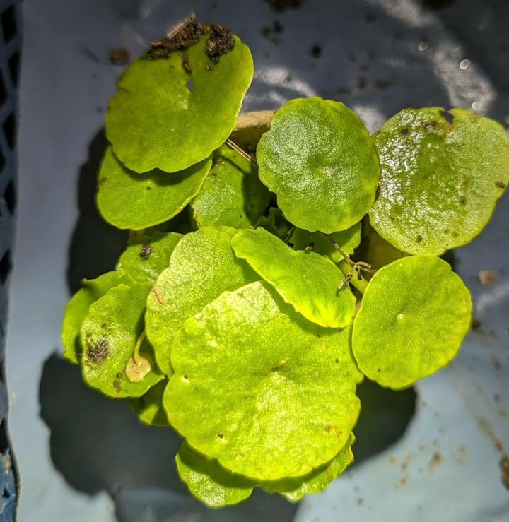 Pot de nombrils de Vénus