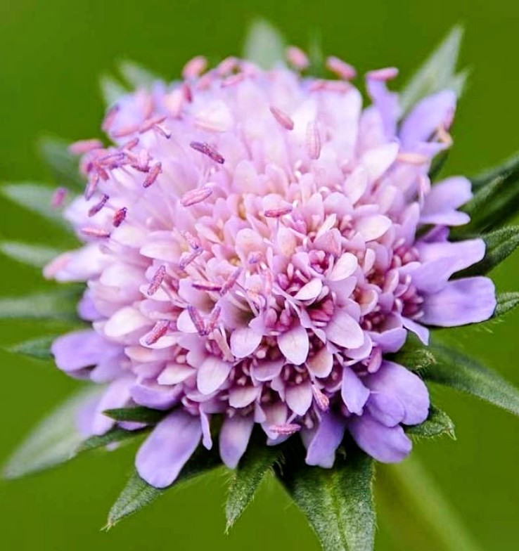 Scabieuse des champs