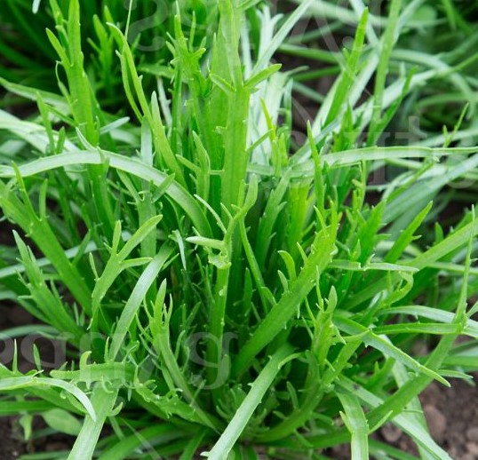 Plantain corne de cerf