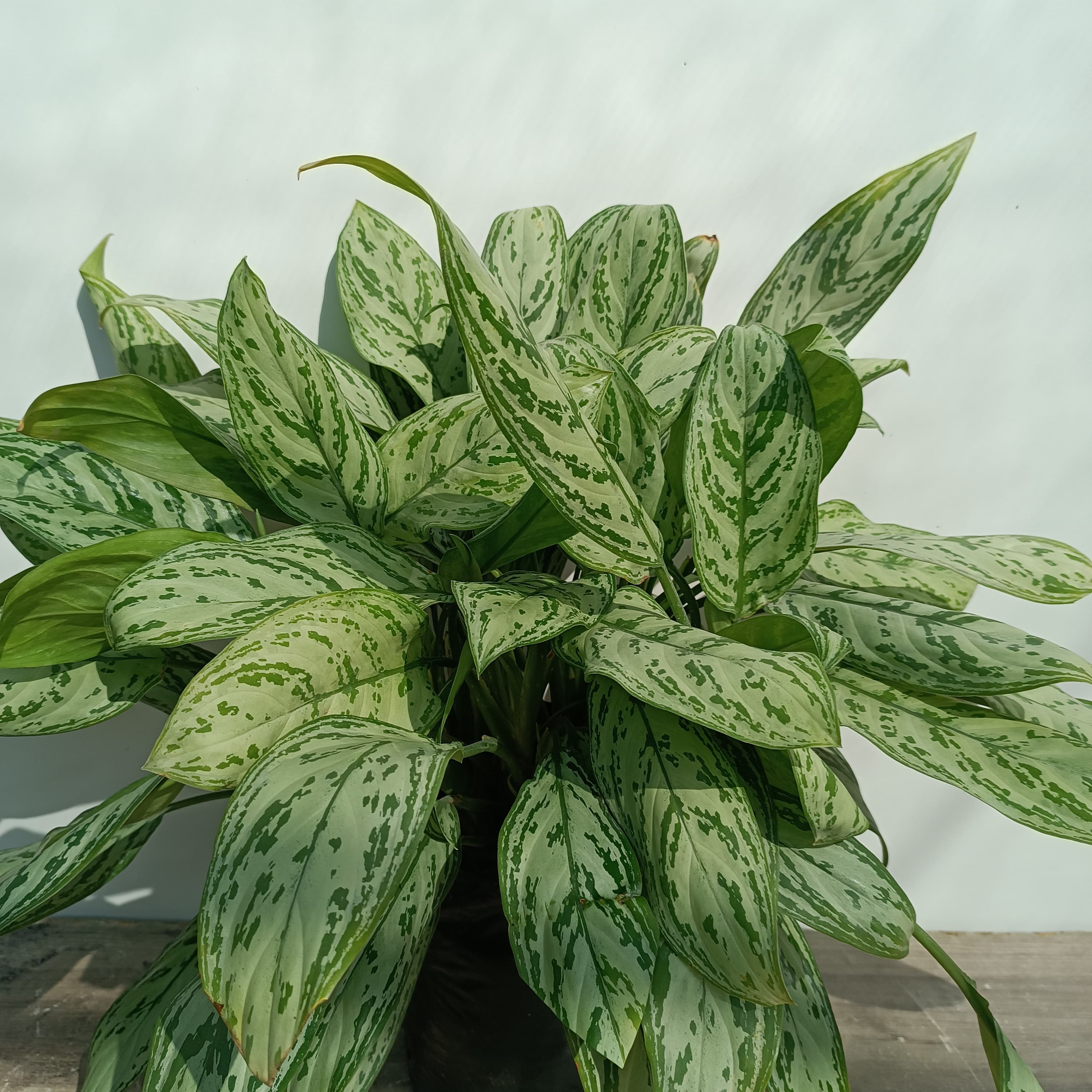 Aglaonema 
