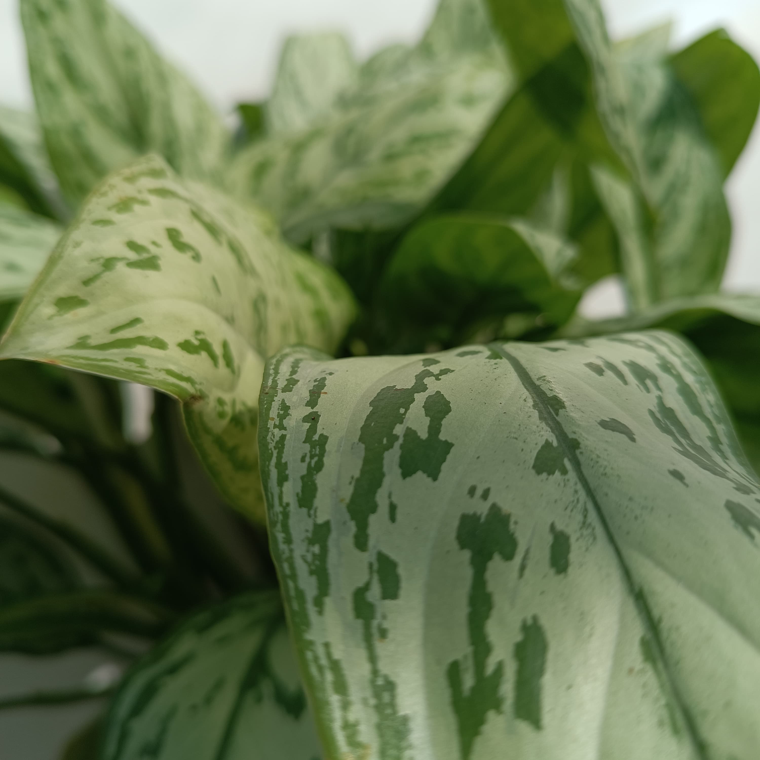 Aglaonema 