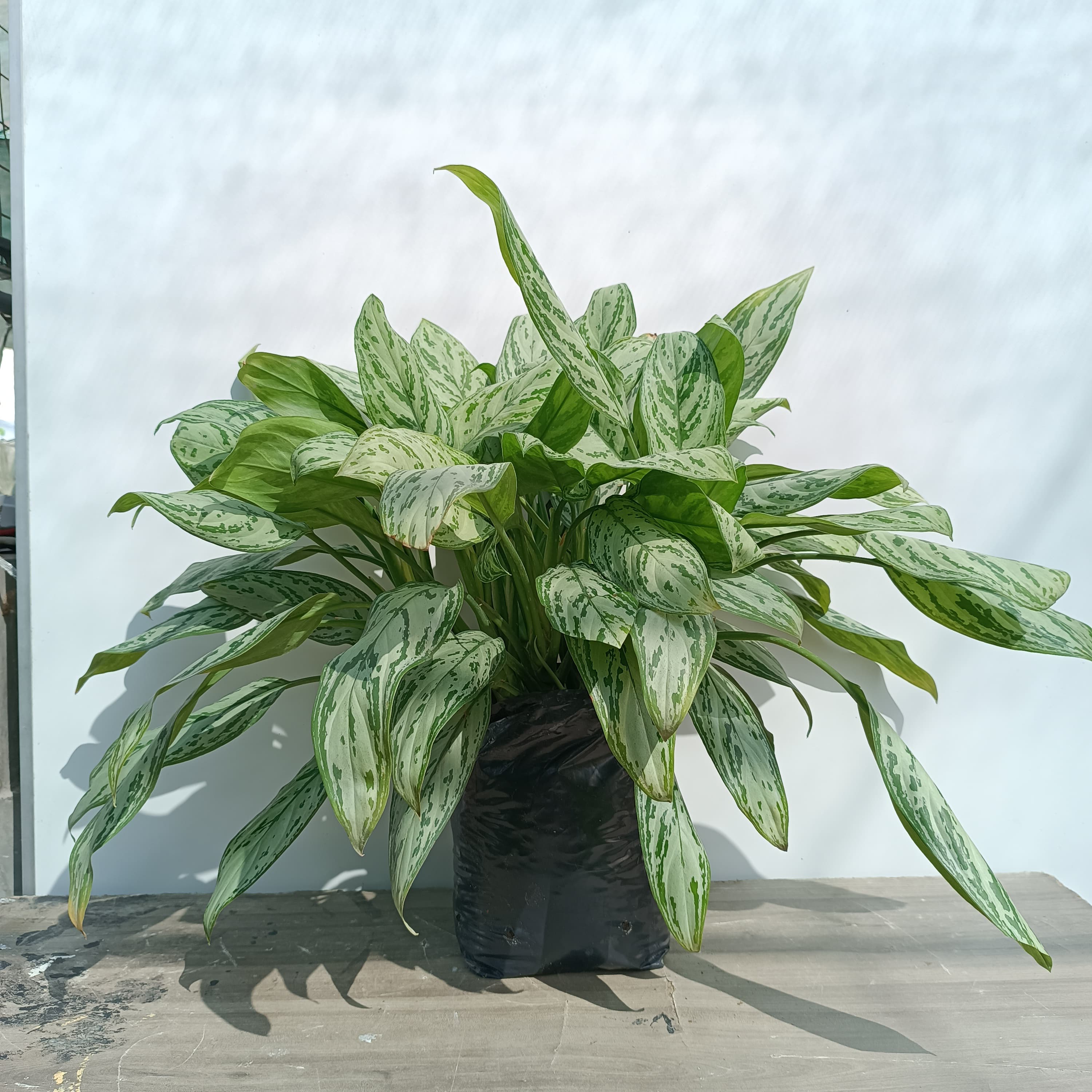 Aglaonema 