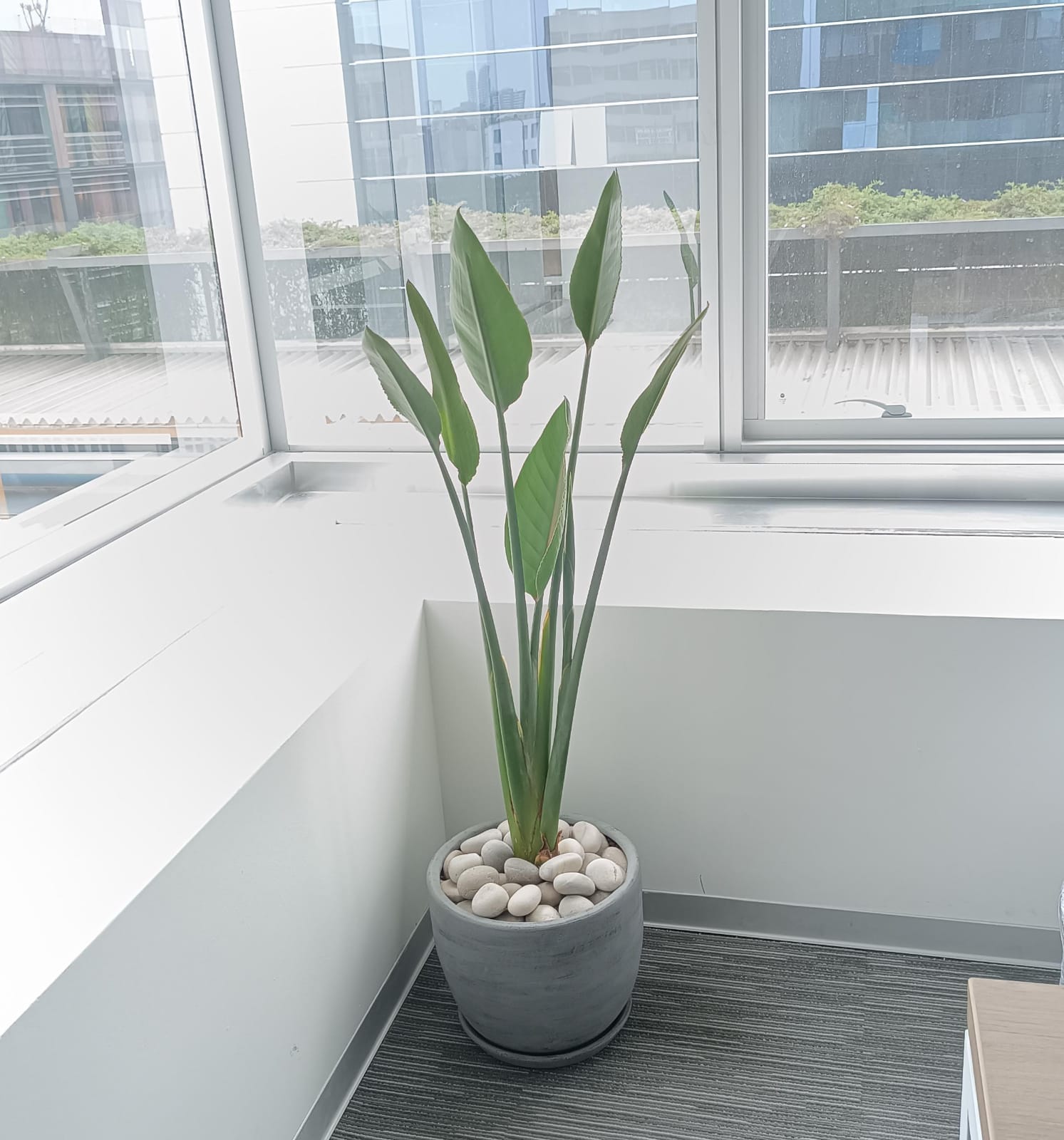 ave del paraiso o sterlitzia enana