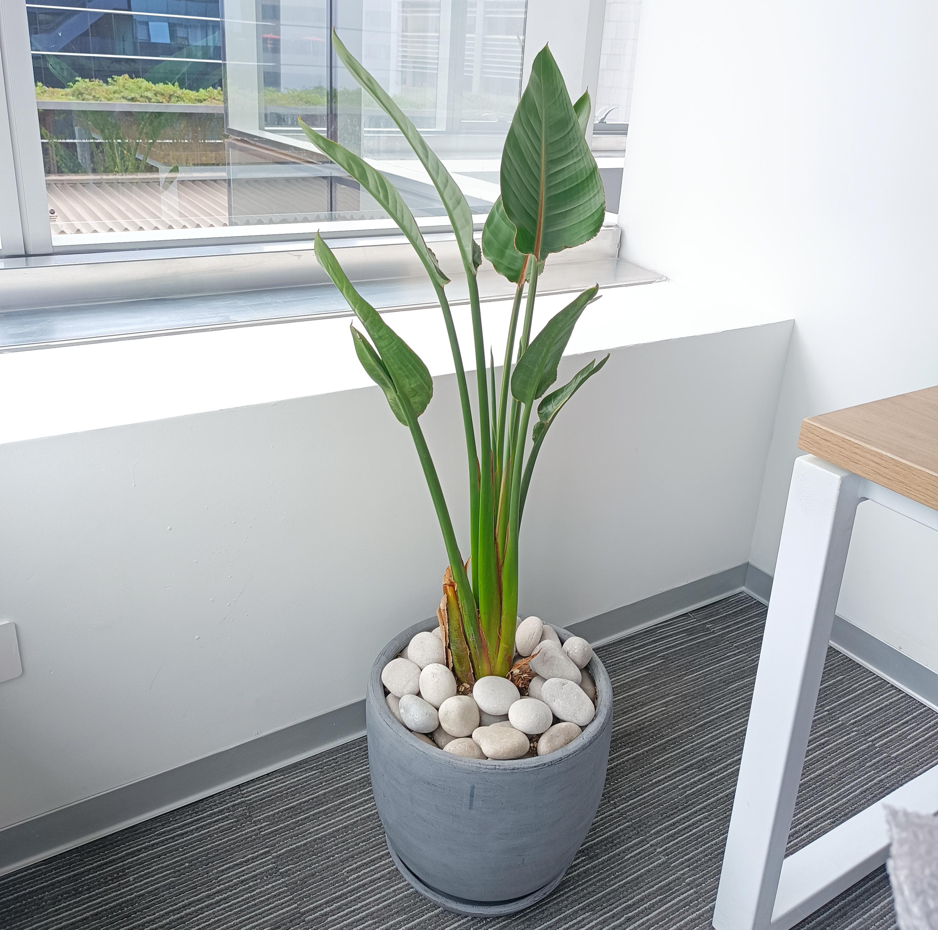 ave del paraiso o sterlitzia enana