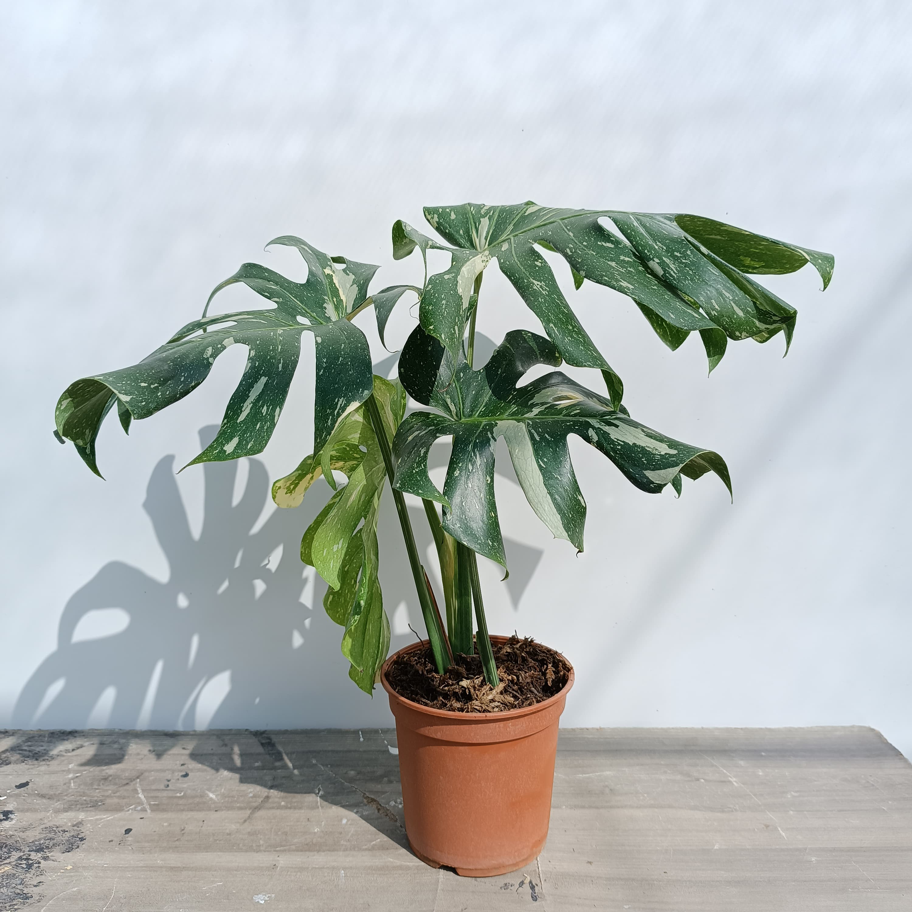 costilla de adan variegada