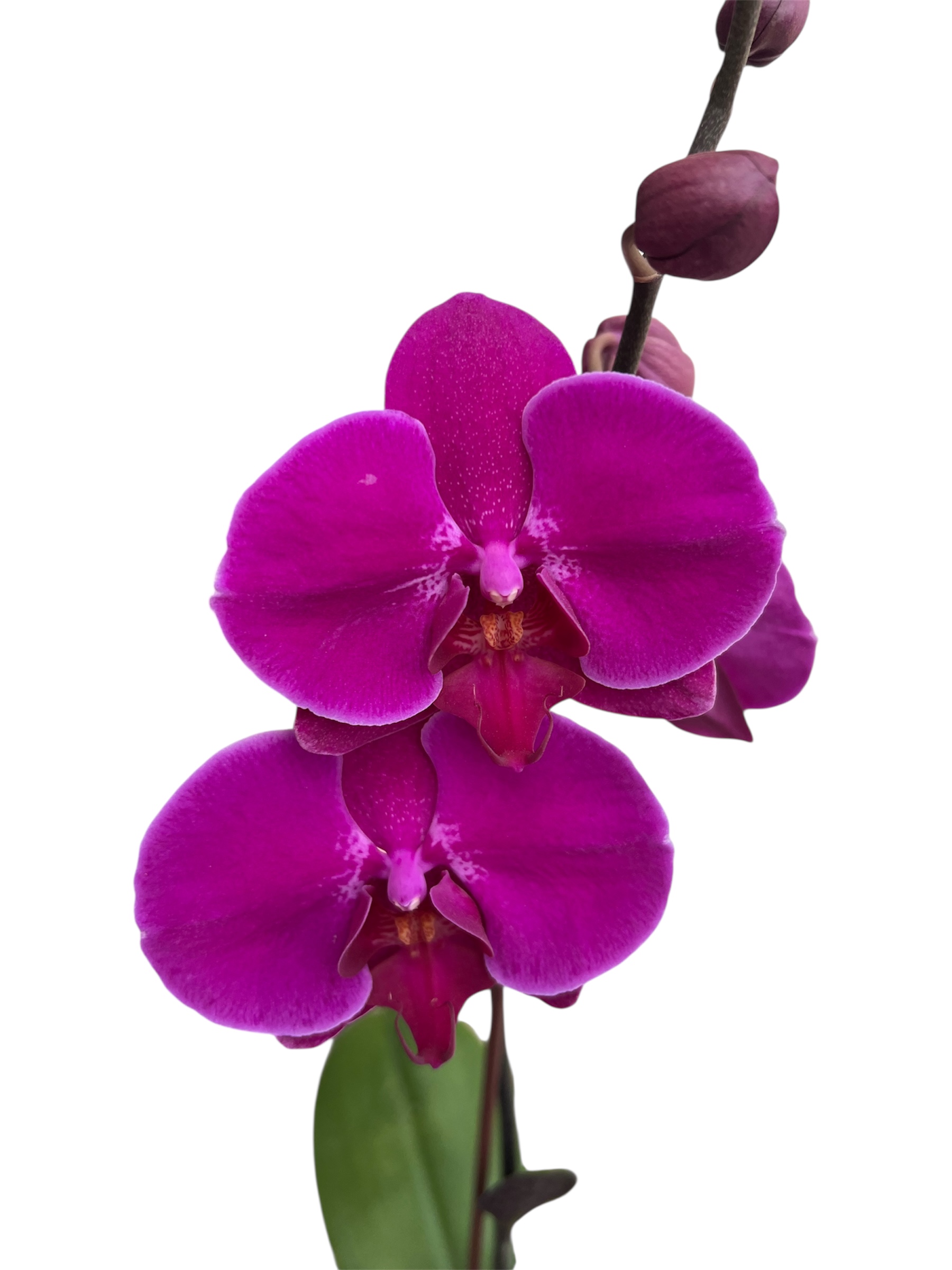 Purple Orchid