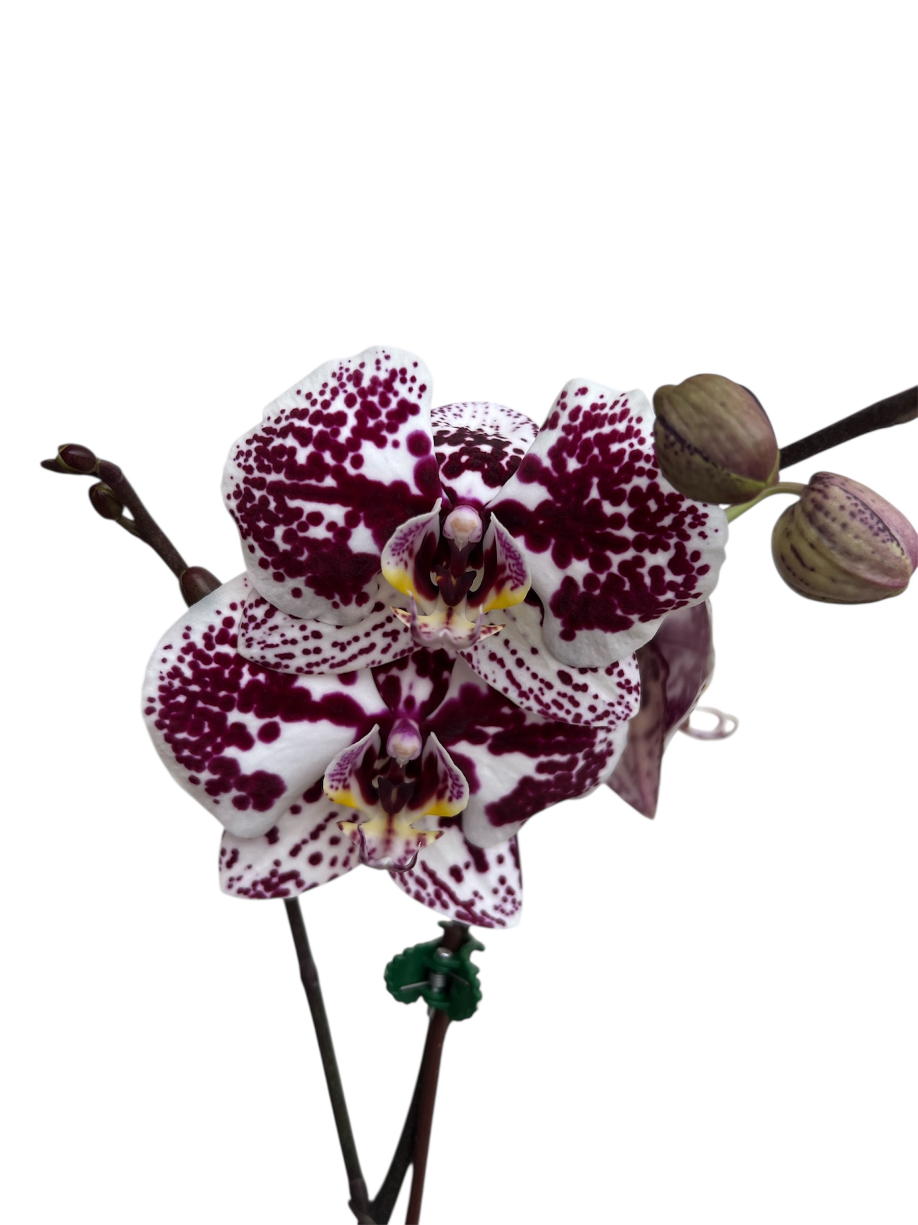Phalaenopsis Orchid