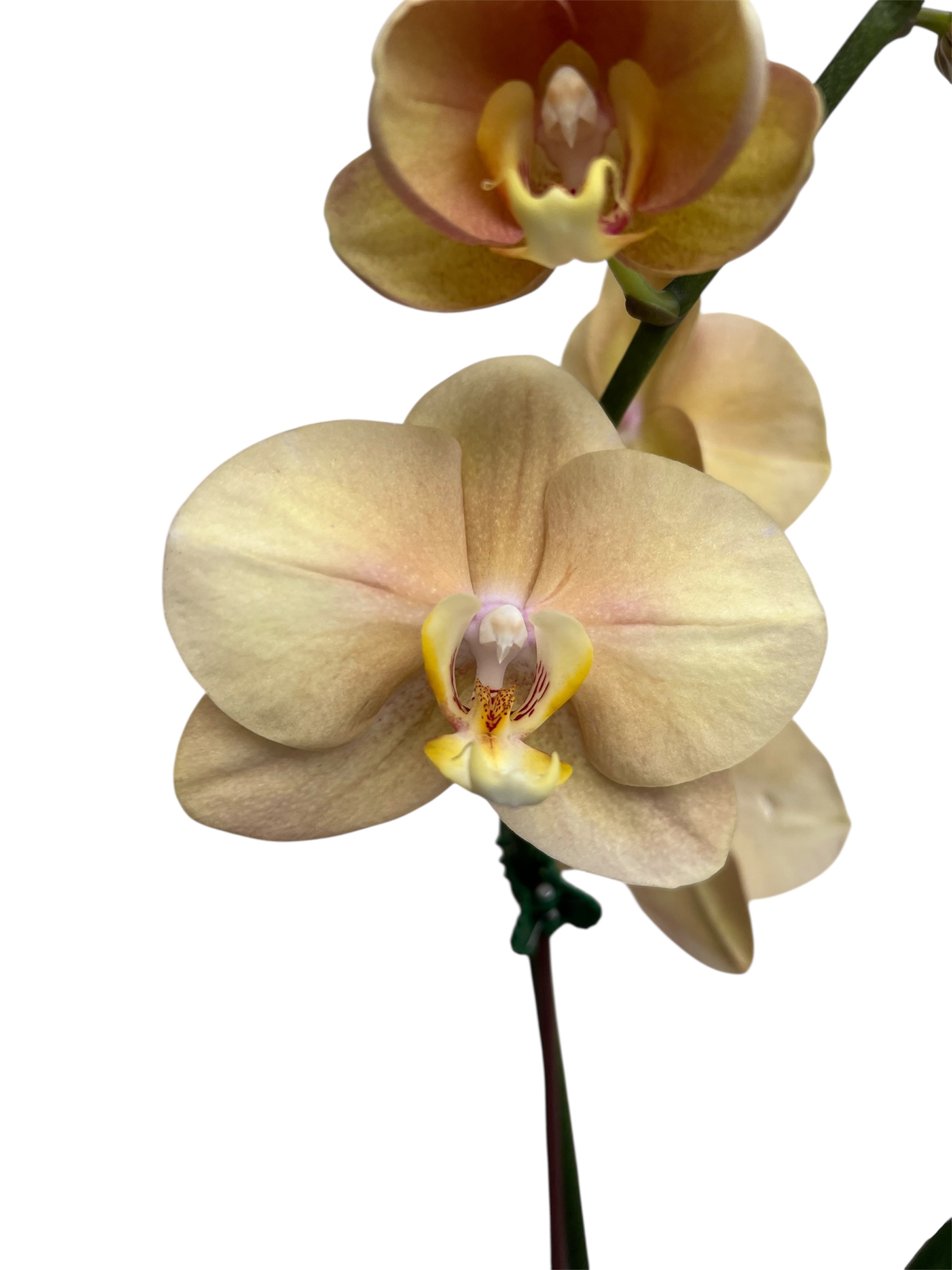 Phalaenopsis Orchid